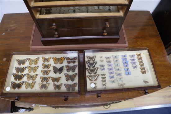 A collectors chest containing moth specimens, height 42cm width 38cm